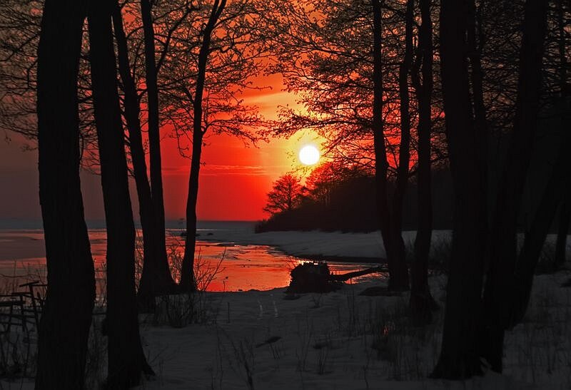 Sunset Through Trees — Red