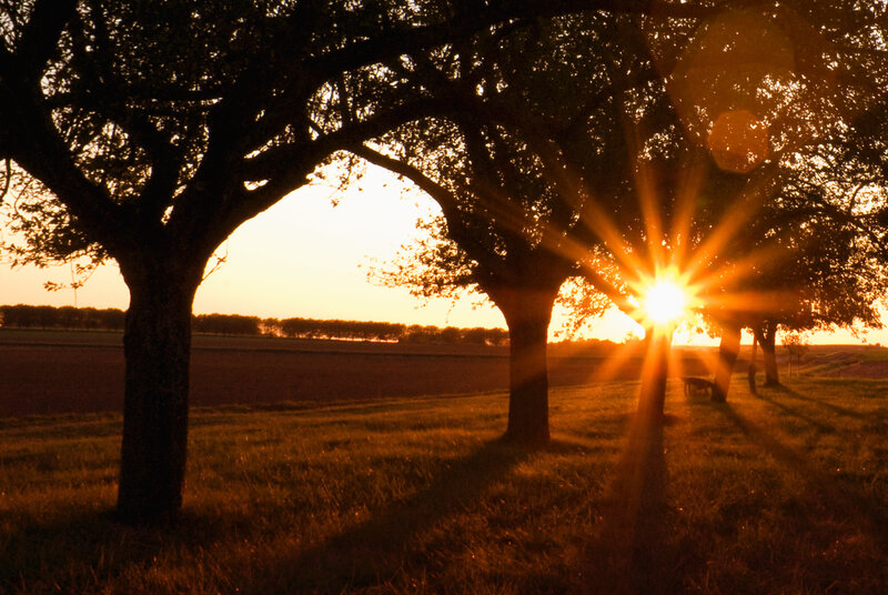 Sunset through trees