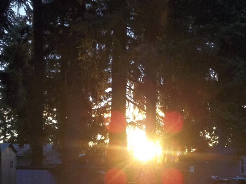 Sunset Through Trees — Yellow, Dramatic