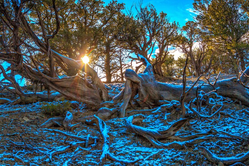 Sunset through twisted trees