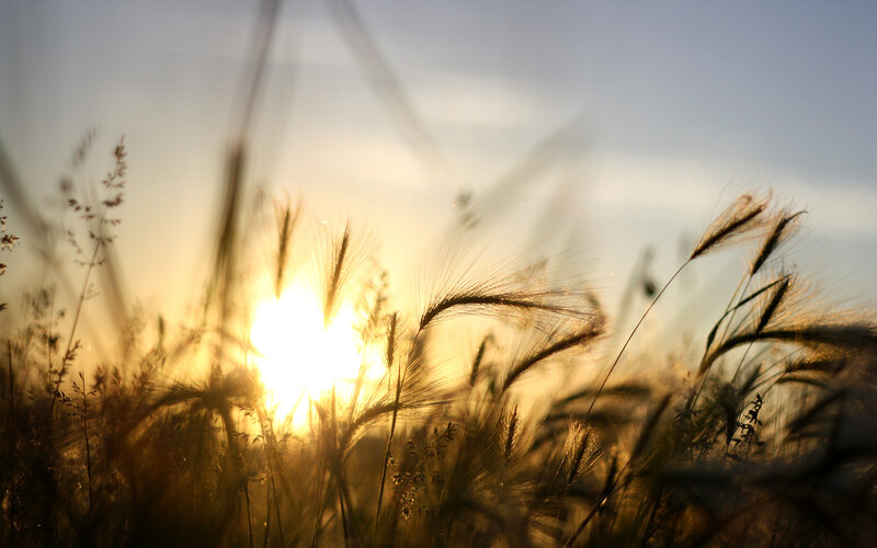 Sunset through wheat field