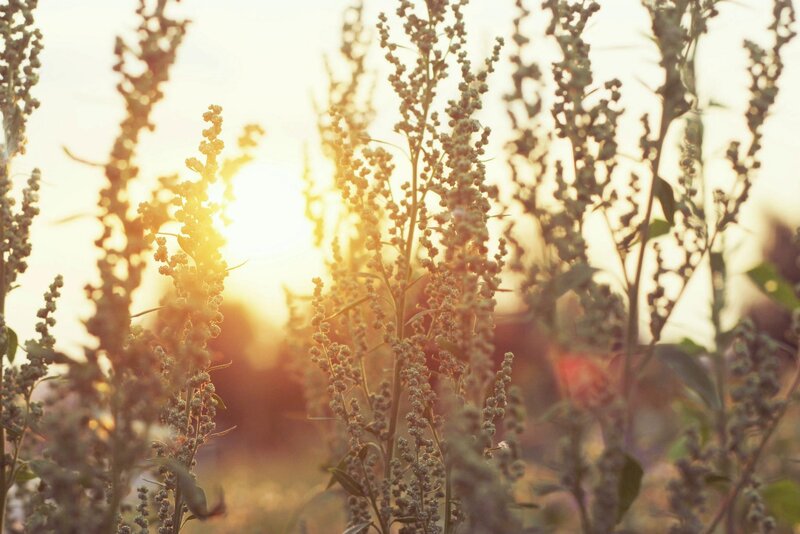 Sunset through wildflowers