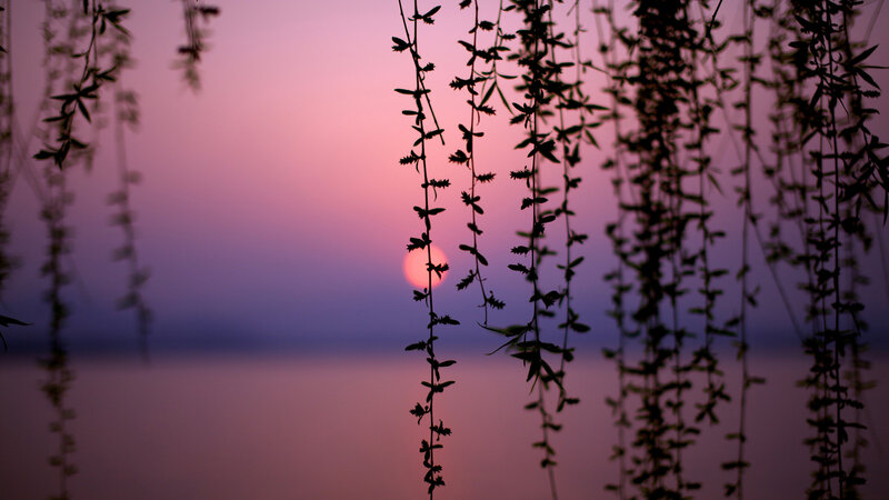 Sunset through willow branches
