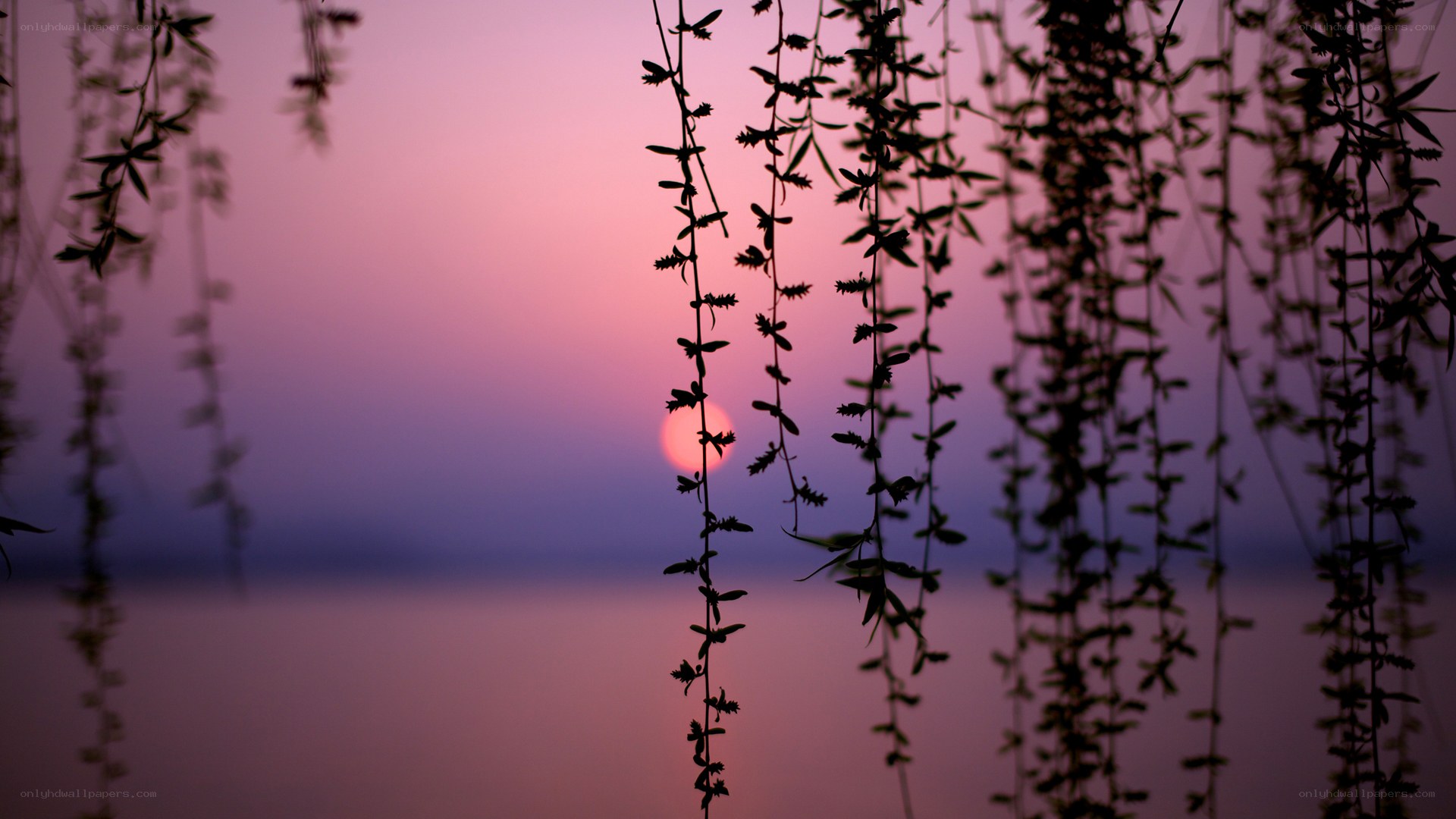 Sunset through willow branches