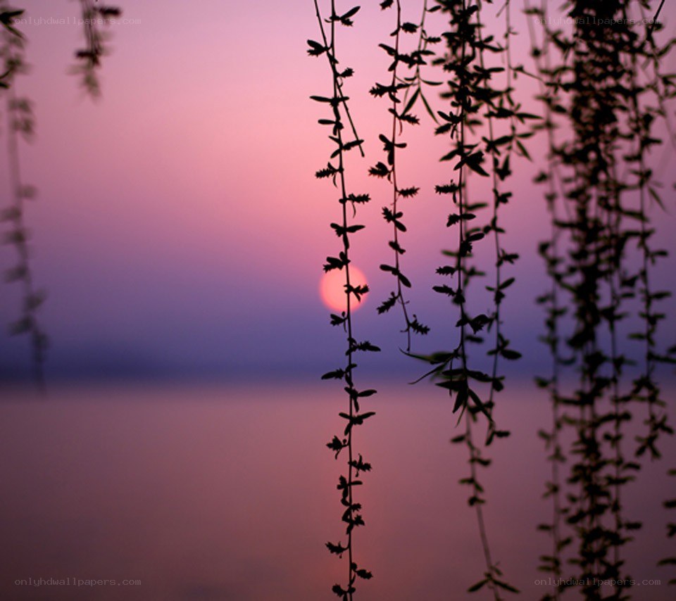 Sunset through willow branches