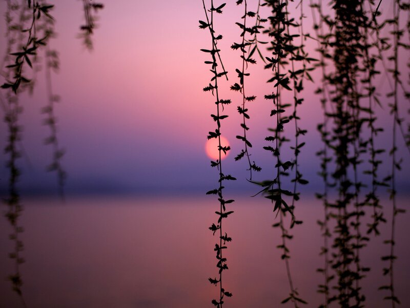 Sunset through willow branches