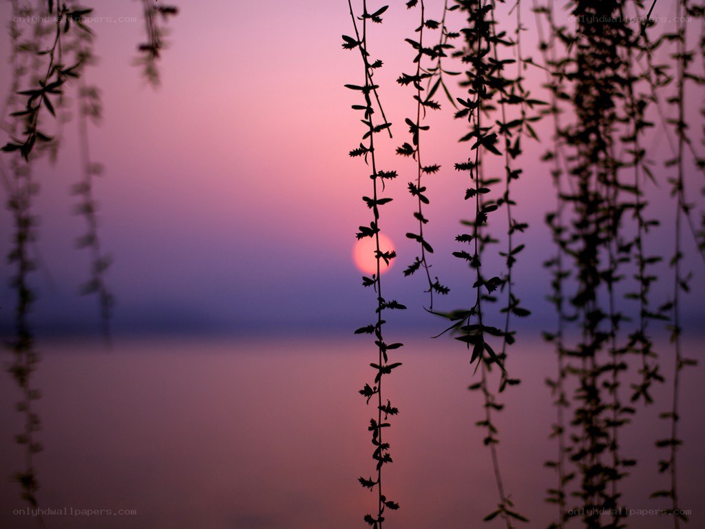 Sunset through willow branches