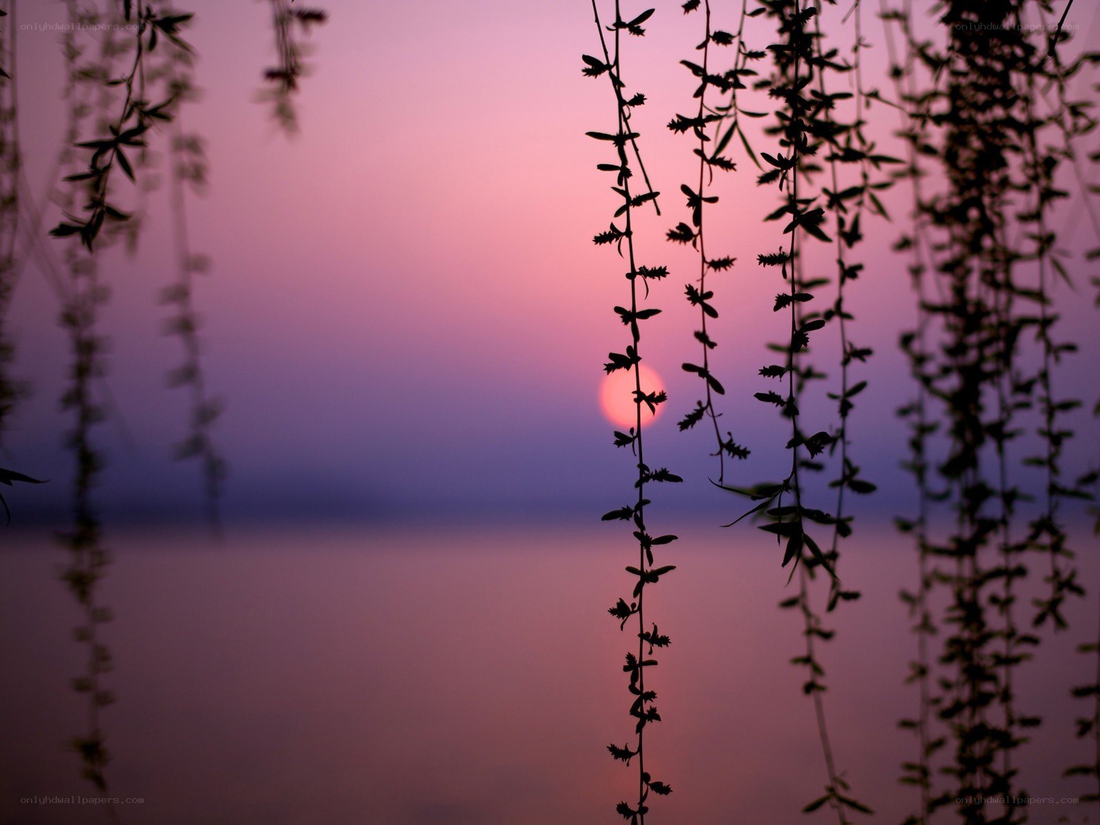 Sunset through willow branches