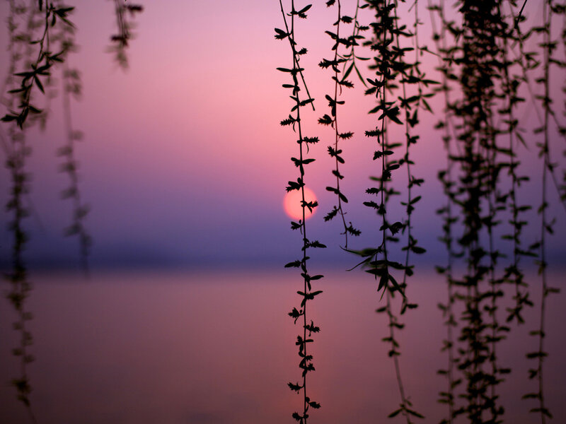 Sunset Through Willow Branches — Pink, Serene