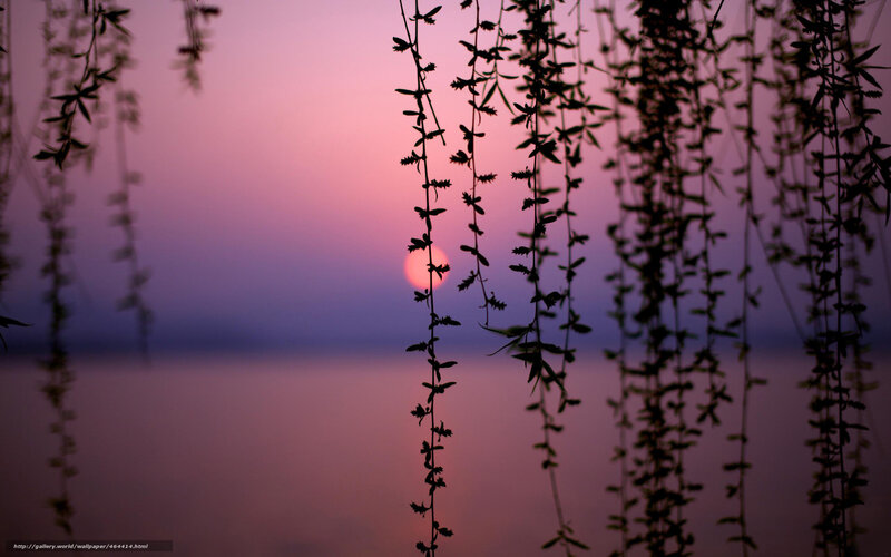 Sunset Through Willow Branches — Pink