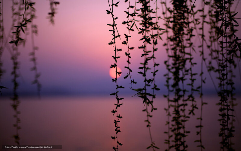 Sunset through willow branches
