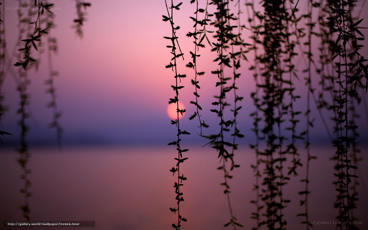 Sunset through willow branches