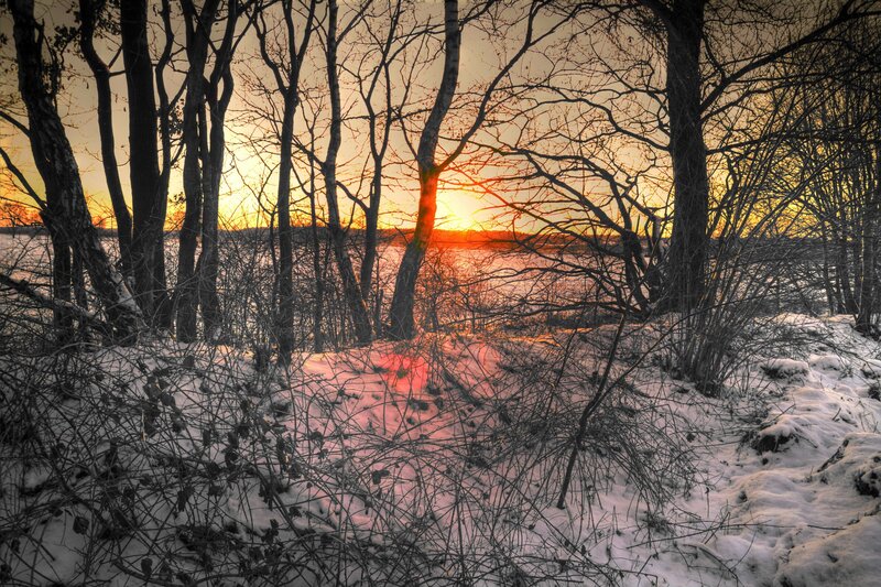 Sunset through winter trees