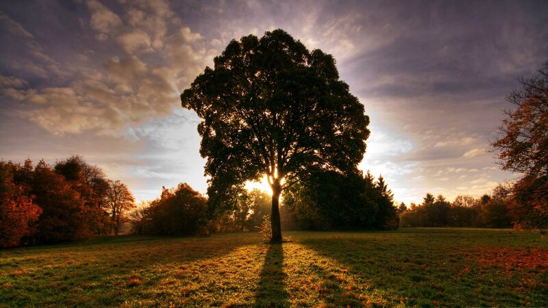 Sunset tree in autumn field
