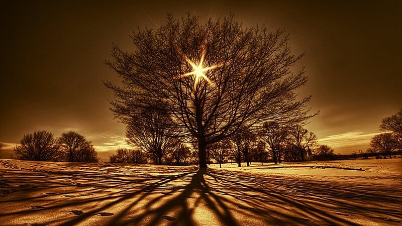 Sunset tree in snowy field