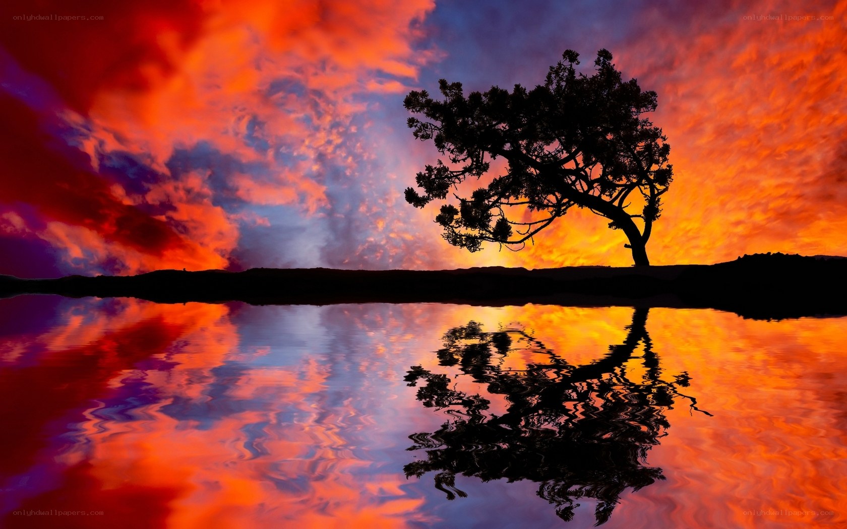 sunset tree reflection