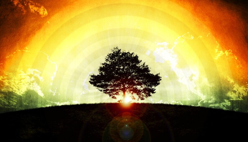 sunset tree silhouette