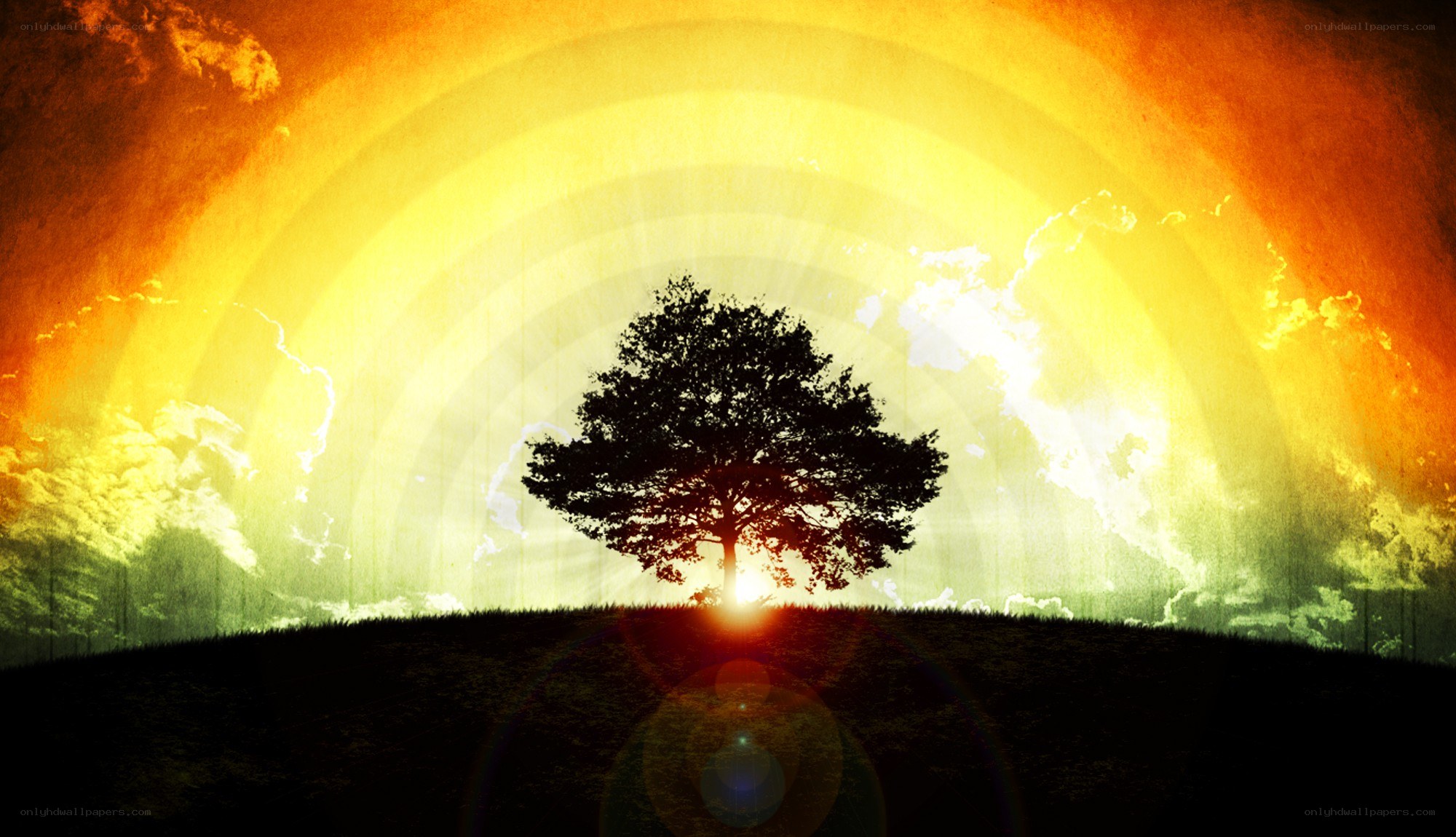 sunset tree silhouette