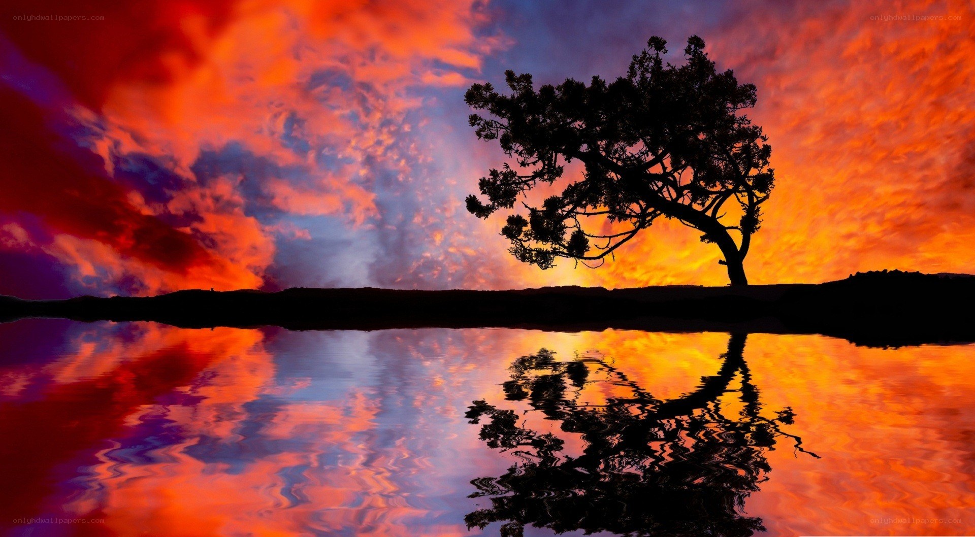 sunset tree silhouette
