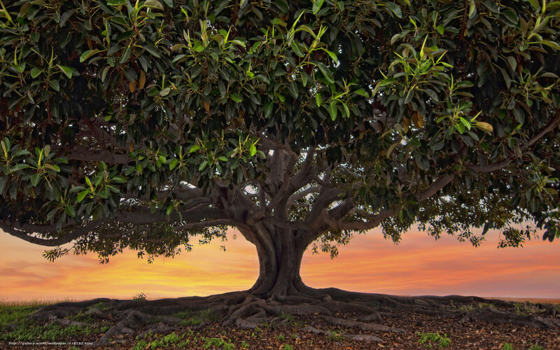 Sunset tree with sprawling roots