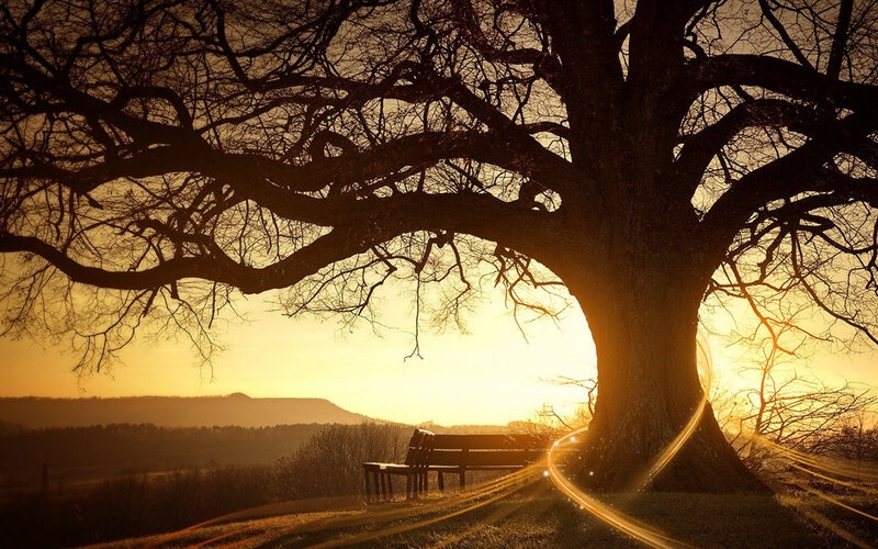Sunset under a large tree