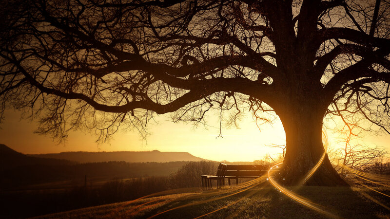 Sunset under a large tree