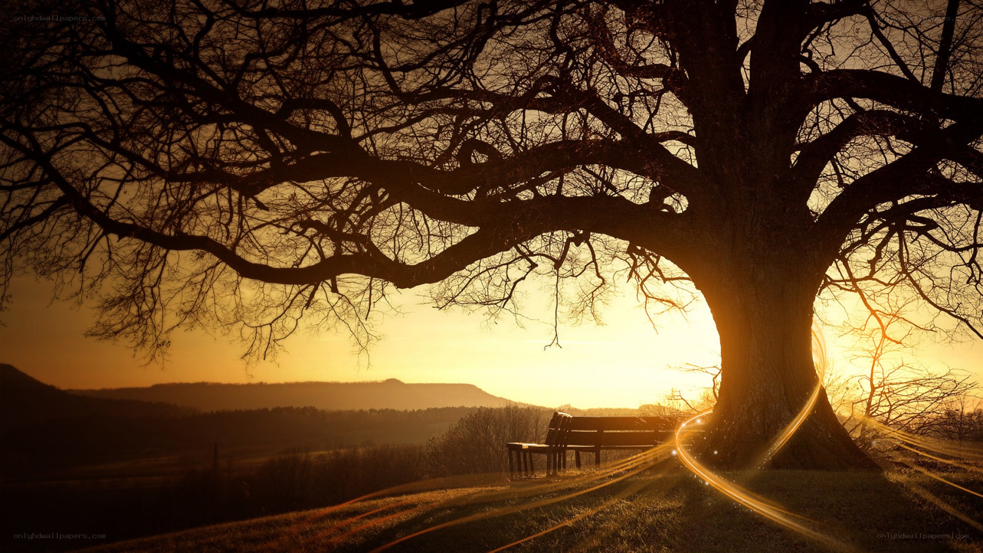 Sunset under a large tree