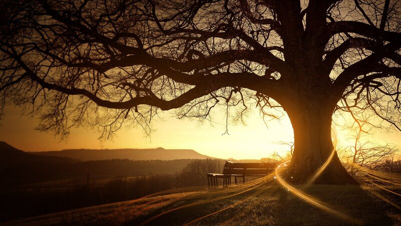 Sunset under a large tree