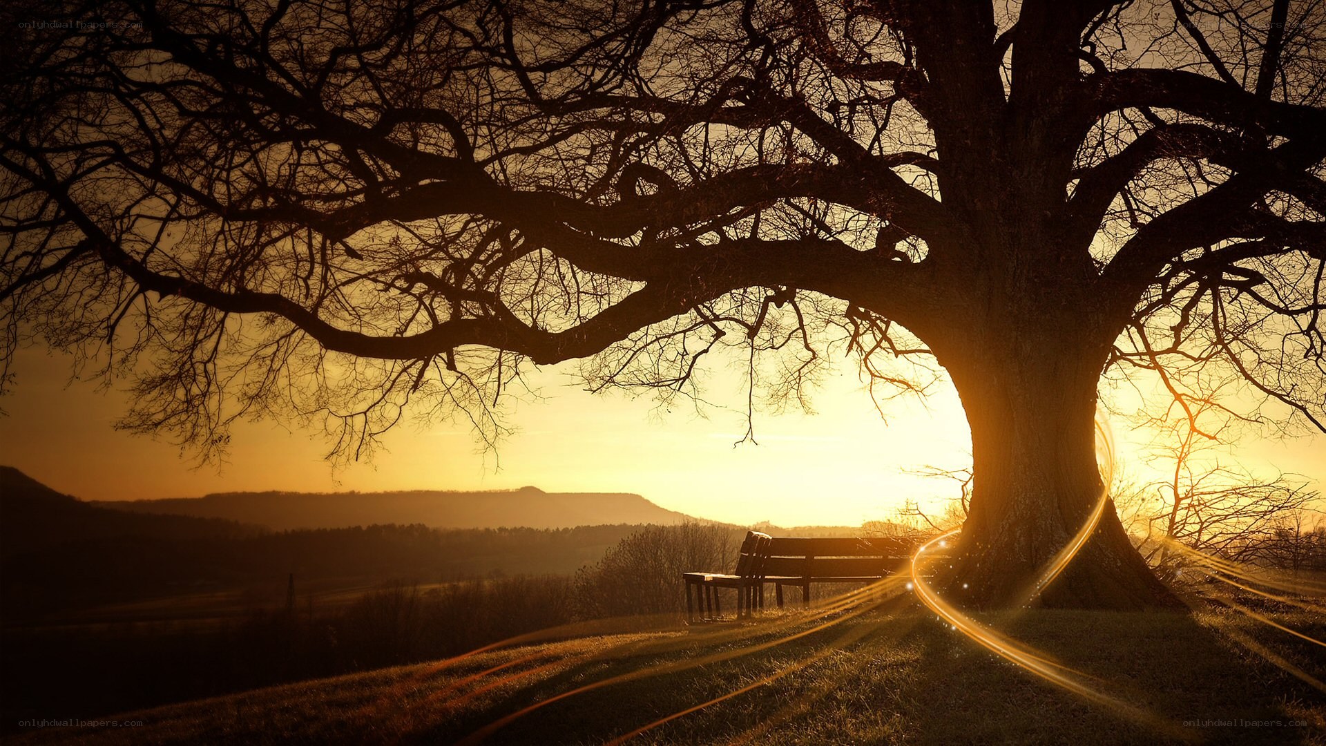 Sunset under a large tree