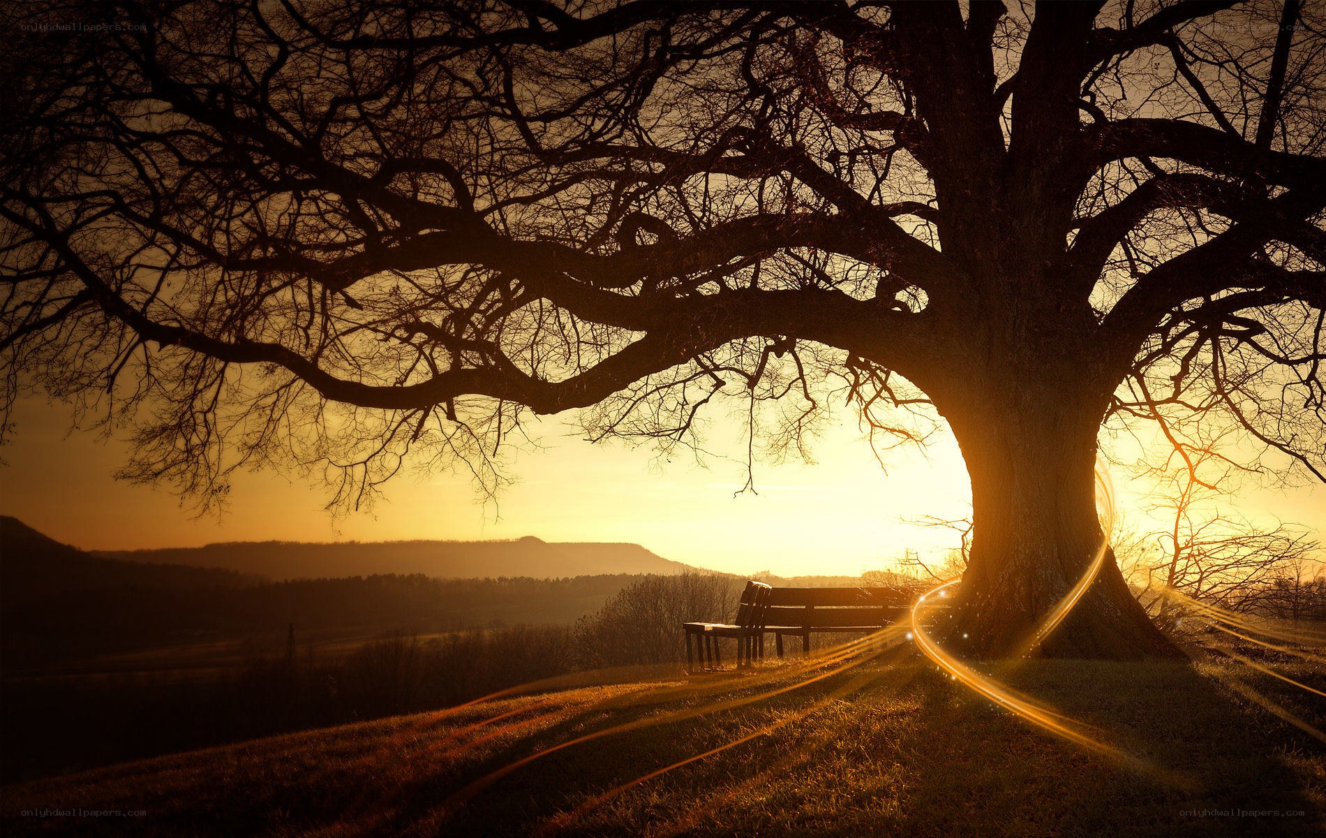 Sunset under a large tree