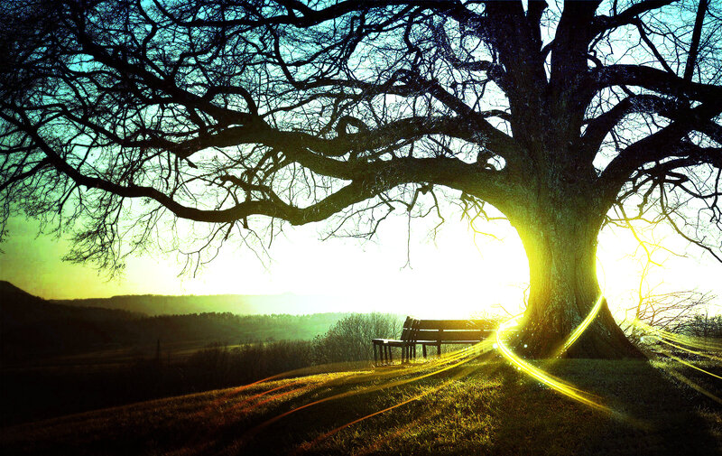 Sunset under a large tree