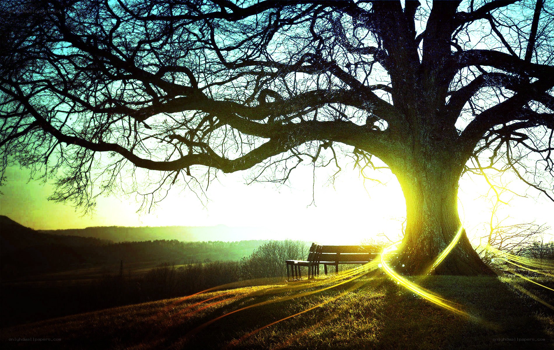 Sunset under a large tree