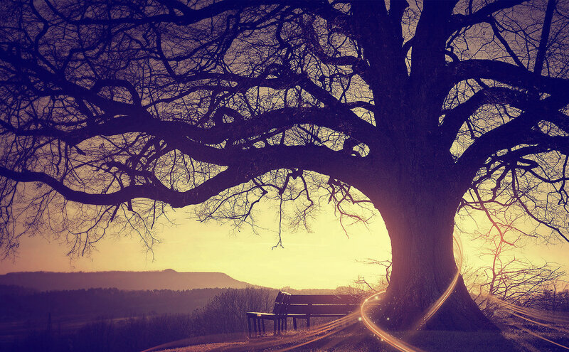 Sunset under a large tree