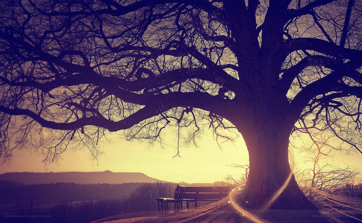 Sunset under a large tree