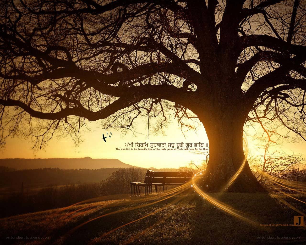 Sunset under a large tree