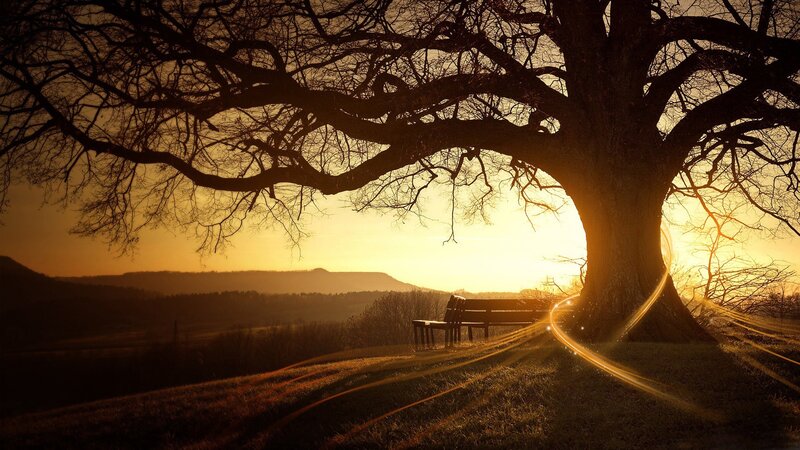 Sunset under a large tree
