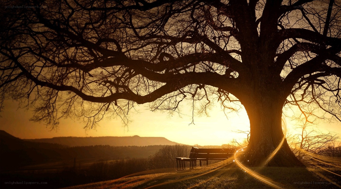 Sunset under a large tree