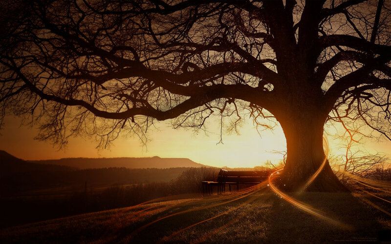 Sunset under a large tree