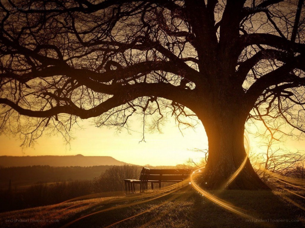 Sunset under a large tree