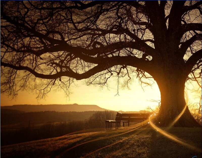 Sunset under a large tree