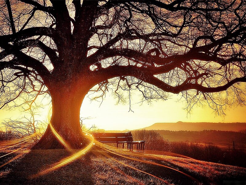 Sunset under a large tree