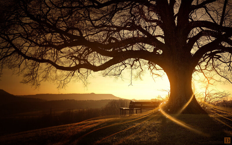 Sunset under a large tree