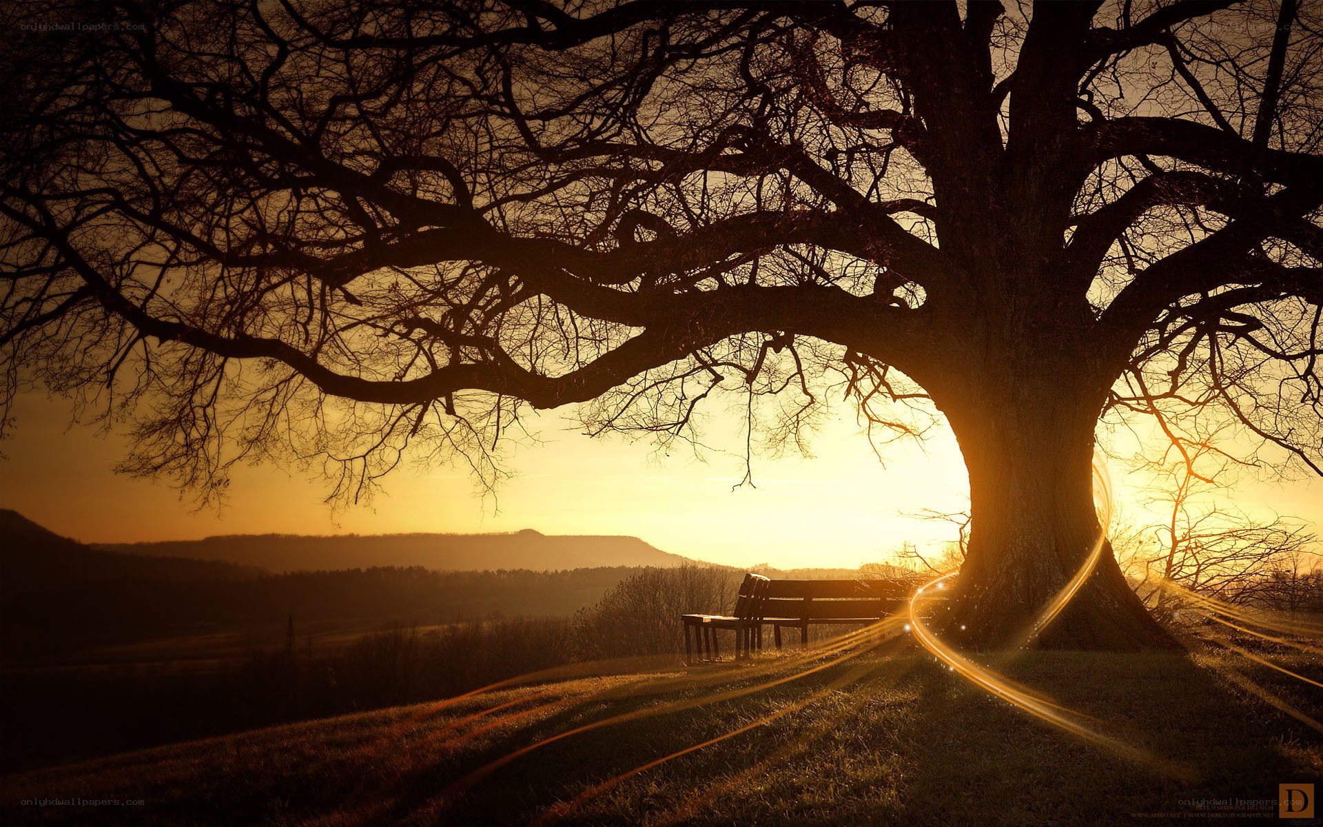 Sunset under a large tree