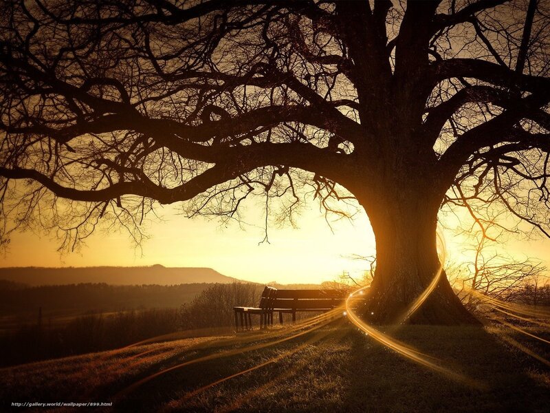 Sunset under a large tree
