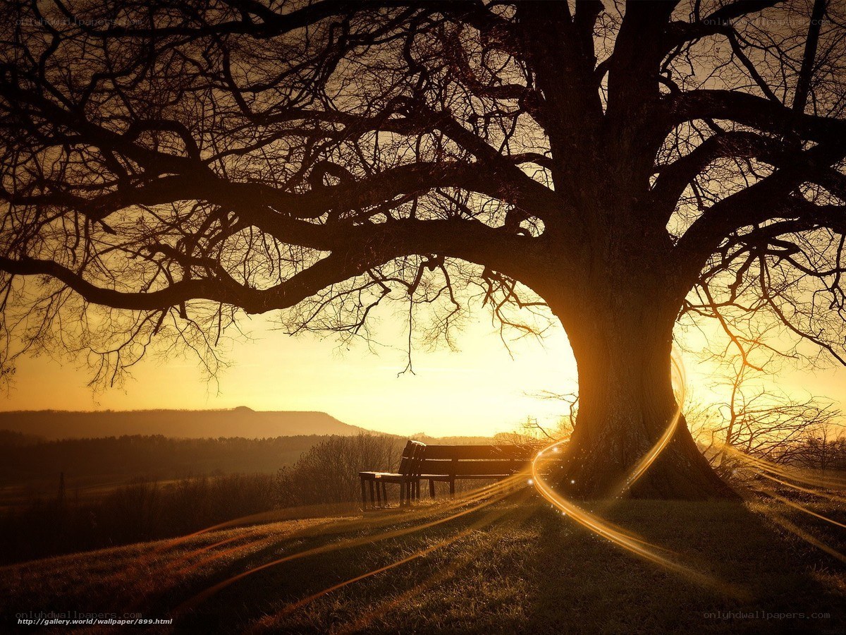 Sunset under a large tree