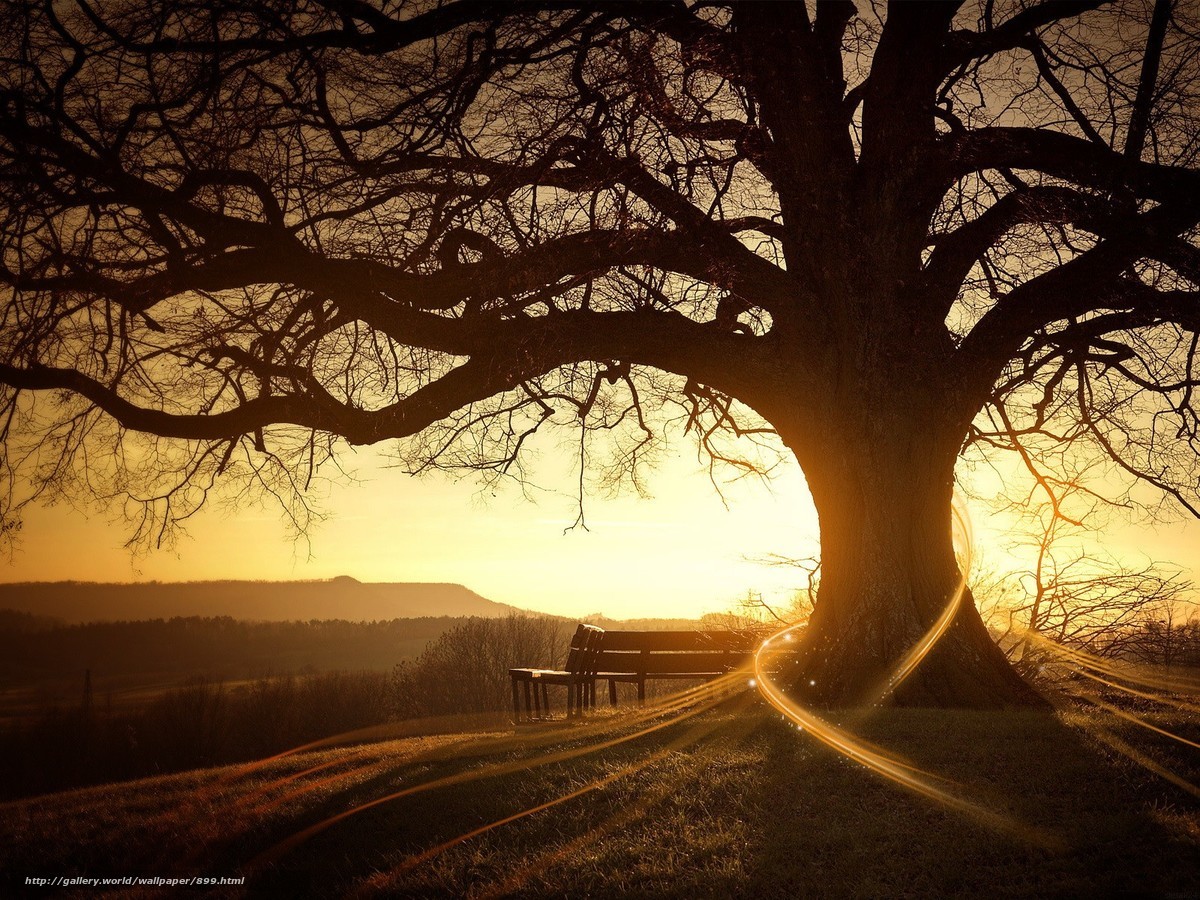 Sunset under a large tree