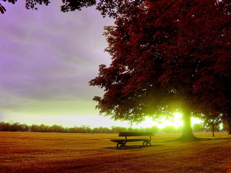 Sunset under a red tree