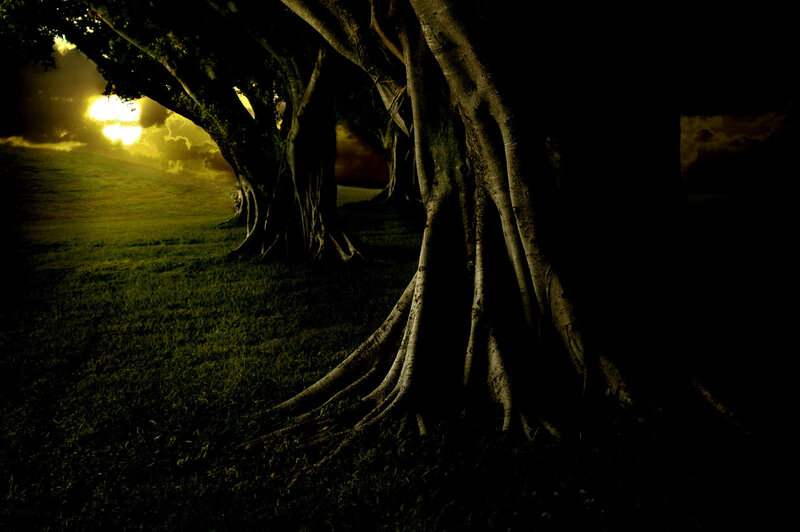 Sunset under ancient trees