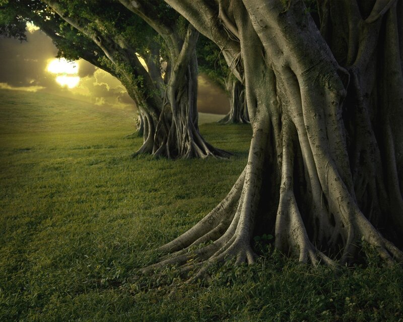 Sunset under banyan trees