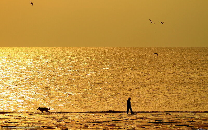 Sunset walk with dog on beach